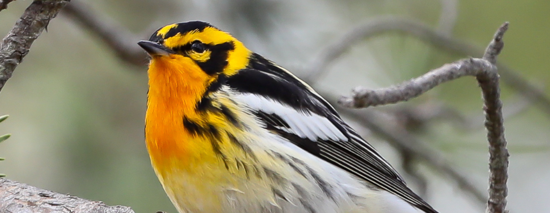 Hitchcock Center Fall Birding Class